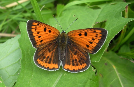 Großer Feuerfalter (Lycaena dispar) - © Anton Koschuh Großer Feuerfalter (Lycaena dispar) - © Anton Koschuh